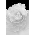 thumbnail image 3 of Schell, Jennie Marie 13x18 Black Modern Framed Museum Art Print Titled - Rose Flower Macro Black and White 4, 3 of 5