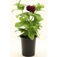 thumbnail image 3 of Expert Gardener 2.5QT Multicolor Zinnia Full Sun Live Plants with Pot, 3 of 5