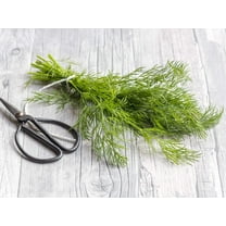 Dill Seeds | 150  Seeds | Grow This Tasty Herb in Your Garden