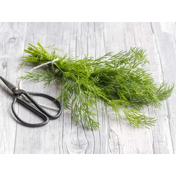 Dill Seeds | 150  Seeds | Grow This Tasty Herb in Your Garden