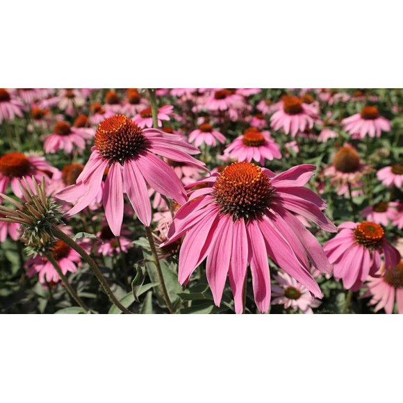 HJADGG Purple Coneflower Wild Flower Seeds, 400 Seeds, Perennial Wildflowers, Gardening, Heirloom