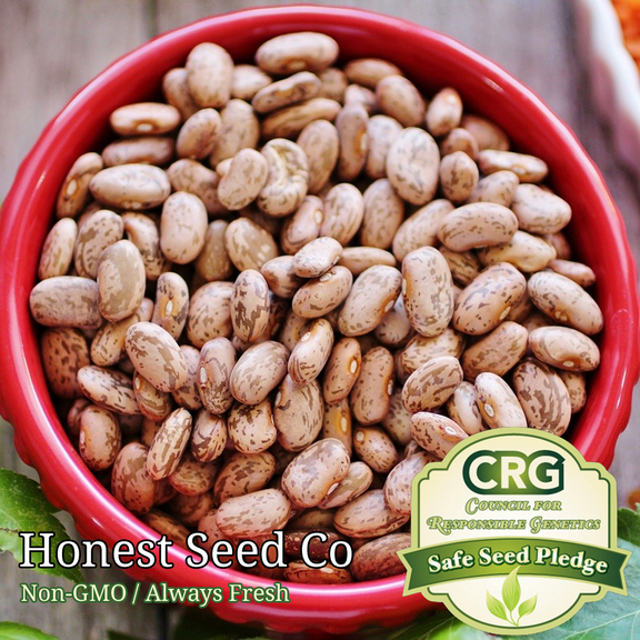 40  Bean Seeds - Pinto | Non-GMO Heirloom | Vegetable Herb Garden Seeds USA