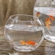 thumbnail image 5 of Tanque de peces de colores multifunción, pecera doméstica, acuario transparente, accesorio para peces, 5 of 6