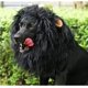 thumbnail image 2 of Peluca con melena de león para perros Onmygogo, talla L, negra, 2 of 7
