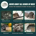 Peppermint Oil To Repel Mice And Rats, Rodent Repellent Mouse Repellent Natural Rat And Mice