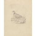 thumbnail image 3 of James Sowerby 12x14 Black Modern Framed Museum Art Print Titled - A Quail, 3 of 5