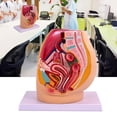 thumbnail image 6 of Anatomical Female Reproductive Organs Model for Demonstration Female Pelvic Cavity Anatomy Model Classroom Teaching Tool, 6 of 7