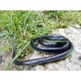 thumbnail image 2 of Juguete Realista de Serpiente de Goma Brandon Negra 52 Pulgadas de Largo, 2 of 6