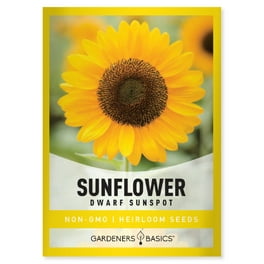 Sunflower ページ Amazon.com: CHUXAY GARDEN Mini Multi-Colored Dwarf Sunflower