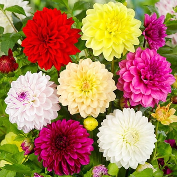 Gallery Mix Dahlias Flower Bulbs - 5 Bulbs per Pack - Grow Live Flowers - Ready to Plant - Grows Well in Containers - Good as Cut Flowers - Deer Resistant
