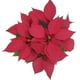 thumbnail image 4 of Nochebuena en maceta 65 cm, 4 of 4