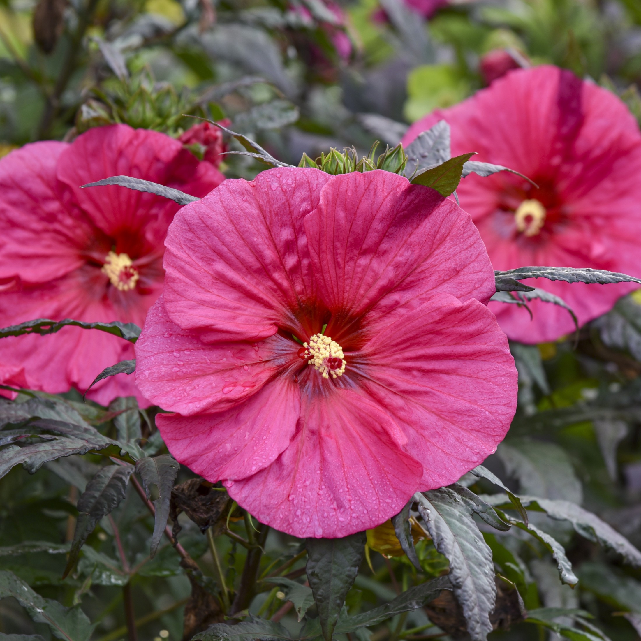Proven Winners 18" Pink Summerific 'Evening Rose' Rose Mallow Live Plant in 8.88" Pot
