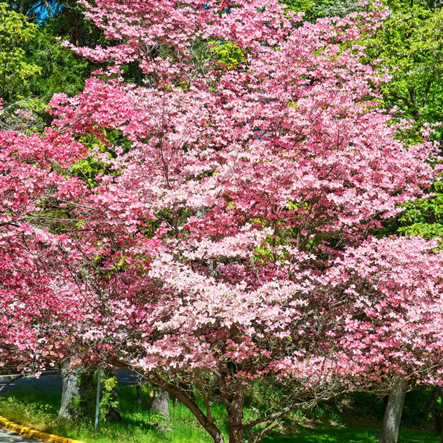 Expert Gardener 2-3 ft. Tall Kousa Pink Dogwood Live Tree in 3- Gallon Grower Pot