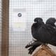 thumbnail image 3 of Comedero para pájaros, contenedores colgantes de comida, comederos y bebederos de acrílico, comederos pequeños, juego de 2, 3 of 6