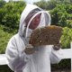 thumbnail image 2 of Professional Beekeeper Suit Bee Keeping All Body Hooded Beekeeping Coat New, 2 of 3
