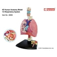 thumbnail image 6 of TEDCO 4D Respiratory System Model, 6 of 10