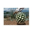 thumbnail image 3 of Pack de 2 Tequila Don Julio 1942 750 ml Don Julio 1942, 3 of 3