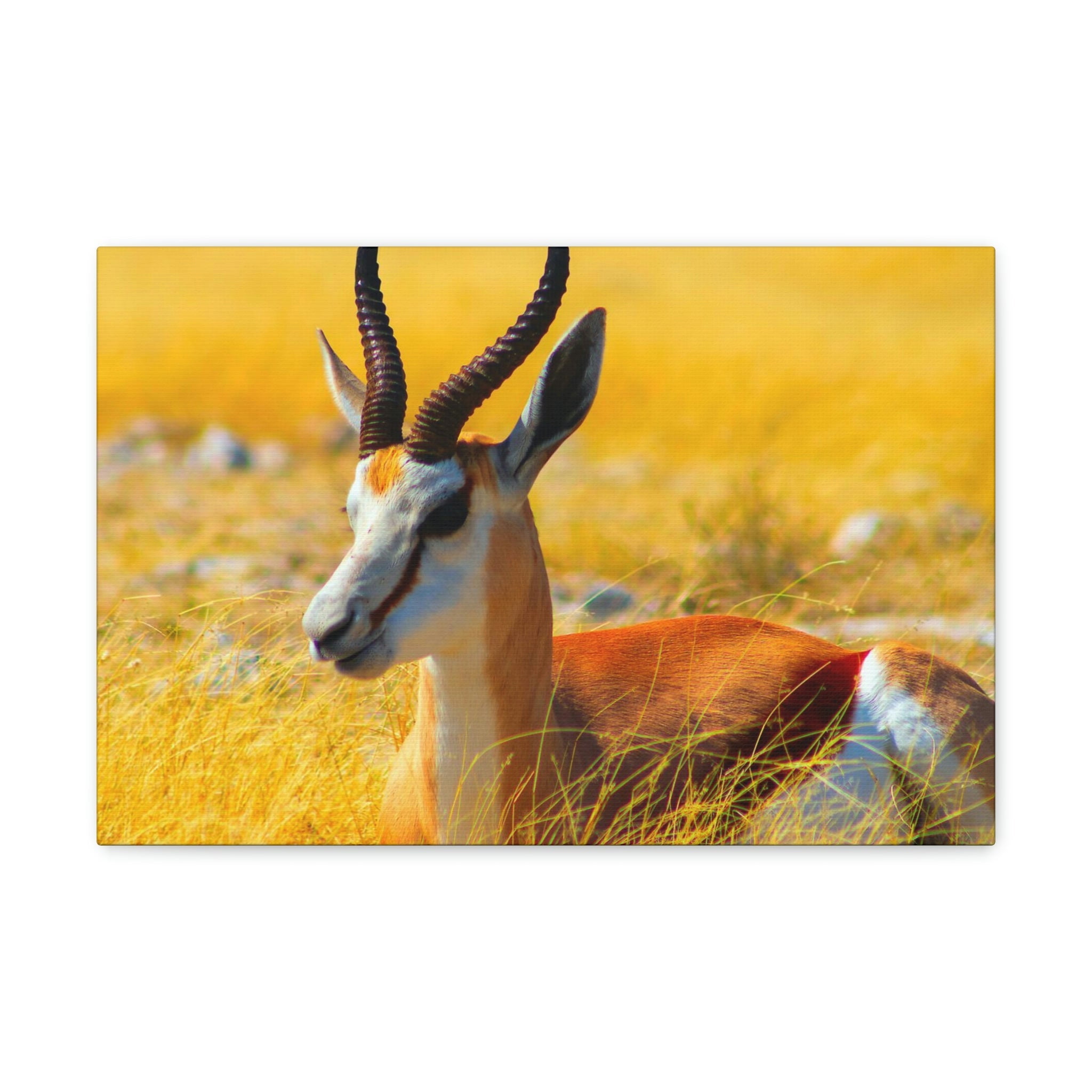 Antelope In Tall Yellow Grass Antelope Wild African Outside Wall Art