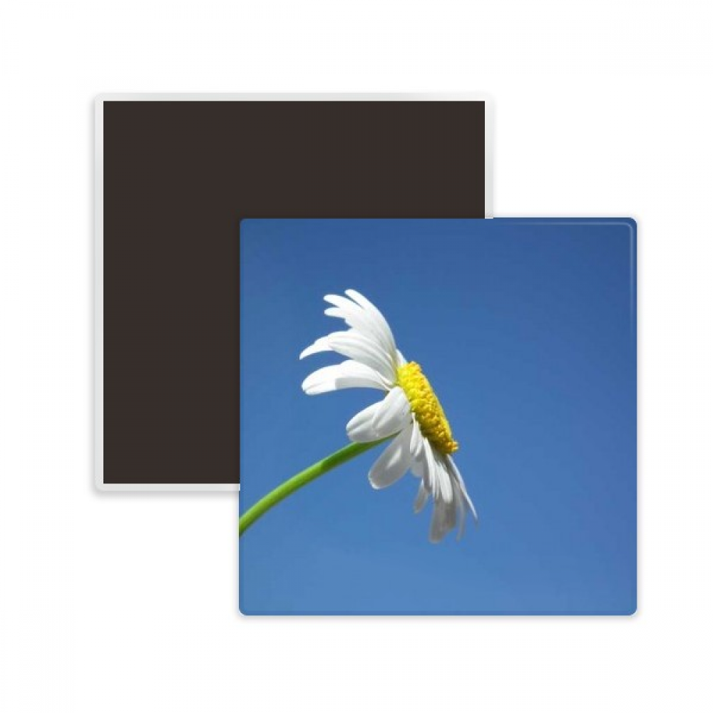 White Beautiful Sunflower Blue Sky Square Ceracs Fridge Keepsake