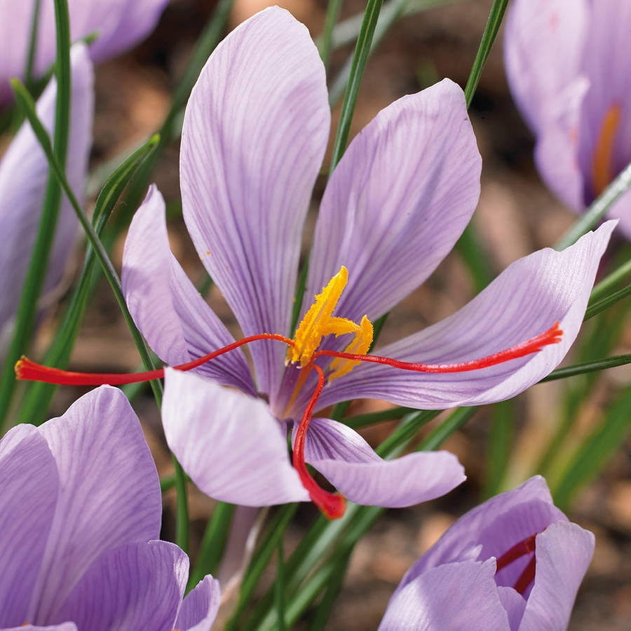 Van Zyverden Crocus Saffron Crocus Set of 15 Bulbs Purple Part Sun