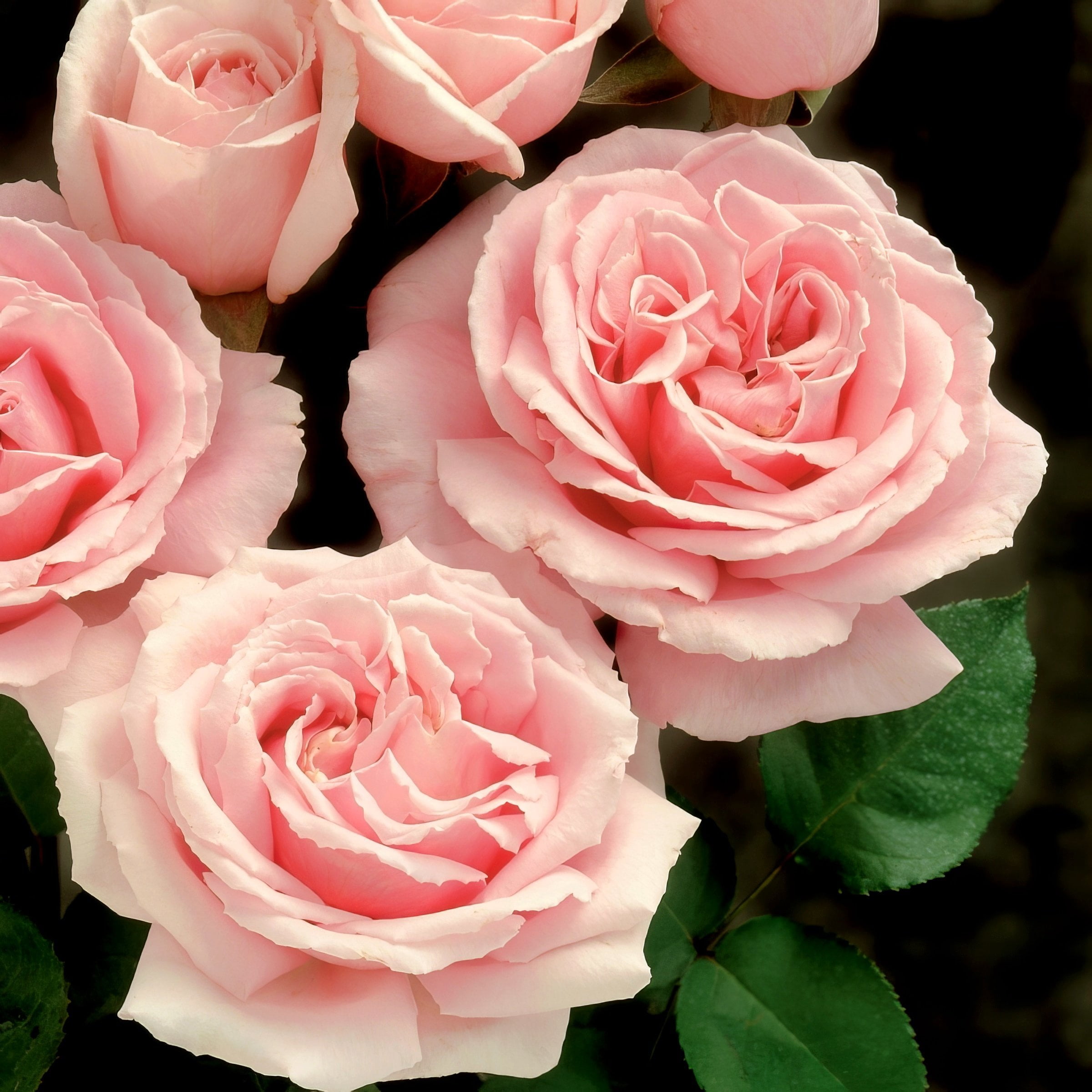 2 gal. Cupcake Rose with Pink Flowers