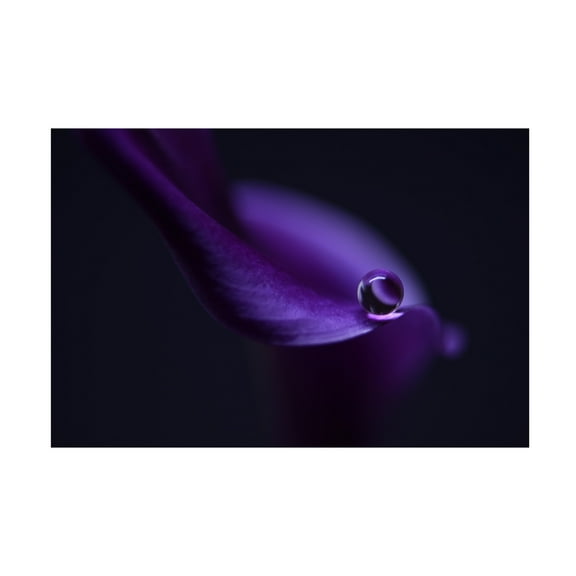 Canvas Wall Art - Heidi Westum 'Kala`S Pearl Ll' Wall Art for Living Room, Bedroom, or Office Décor by Trademark Fine Art - 19 x 12 Inches