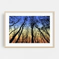 thumbnail image 2 of View From The Bottom Of The Forest Trees - Digital Art Silhouette Sunset Woods Forest Nature Autumn Scenic Unframed Wall Art Print 16 x 20 inches, 2 of 12