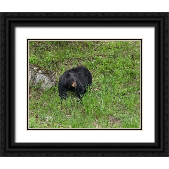 Galloimages Online 14x12 Black Ornate Wood Framed with Double Matting Museum Art Print Titled - Black Bear (YNP)