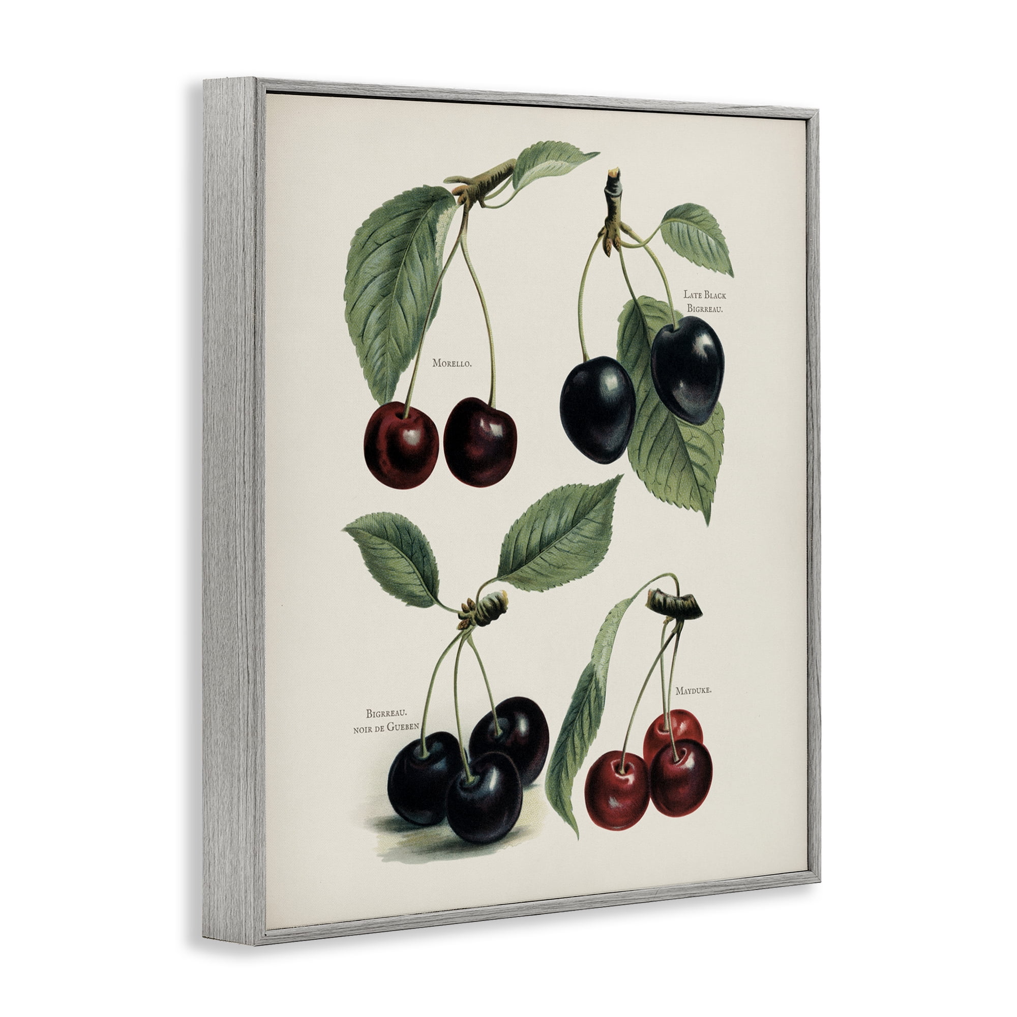 Natural Detailed Cherry Studies Gray Framed Giclee Art, design by Lettered and Lined
