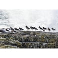 thumbnail image 2 of Posterazzi DPI12258595 Wave Crashing Into Rocks with A Row of Oystercatchers - Kilkee County Clare Ireland Poster Print - 19 x 12 in., 2 of 4