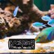 thumbnail image 2 of Pequeño túnel hueco para acuario, cueva, escondite para peces, juguete para decoración de peceras y acuarios, túnel pequeño de plástico reutilizable, 2 of 7