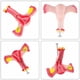 thumbnail image 1 of 1:1 Modelo de Trompas de Falopio de Ovario de úTero Femenino Humano Modelo AnatóMico de AnatomíA Herramientas de EnseñAnza, 1 of 5