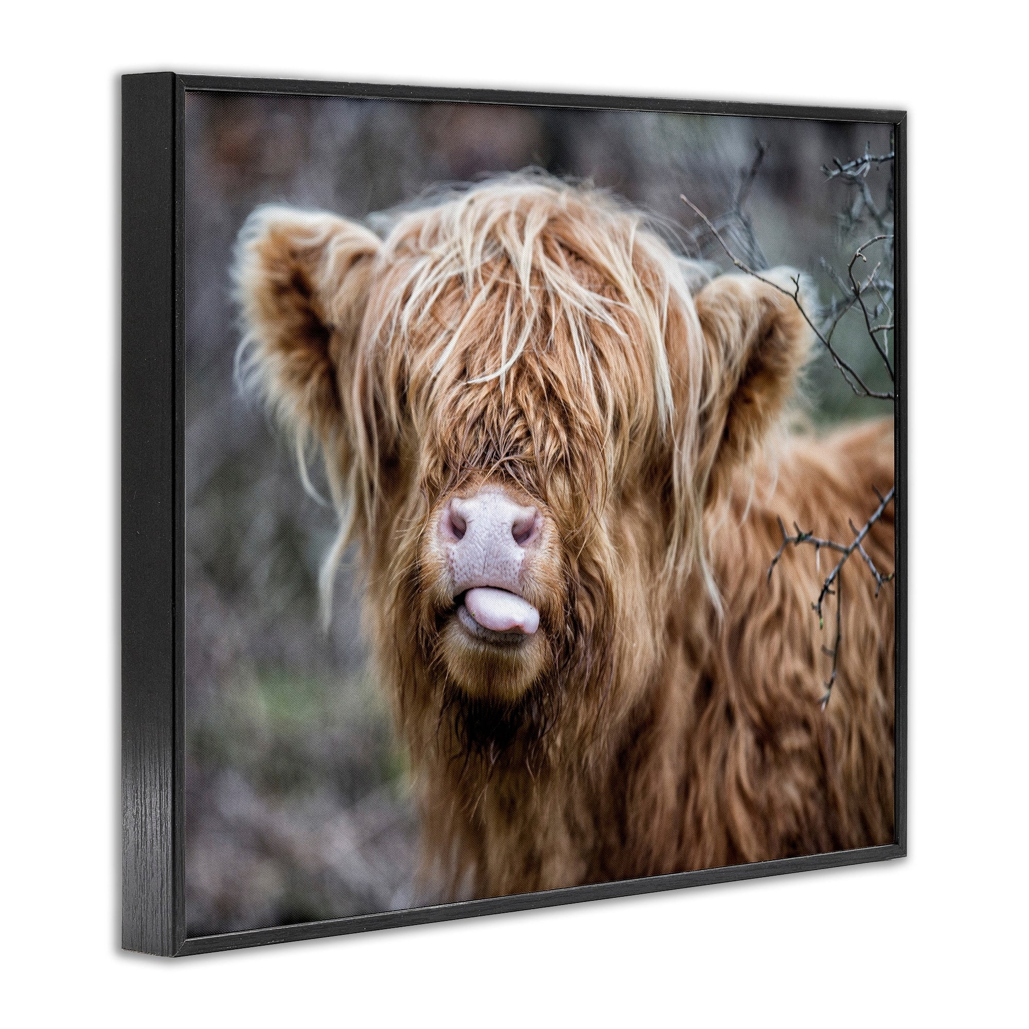 Stupell Industries Baby Highland Calf Cattle Licking Lips Country Farmland Photograph Black Framed Art Print Wall Art, Design by James Dobson