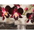 thumbnail image 2 of Mills, Shin 14x12 White Modern Wood Framed Museum Art Print Titled - Velvet Orchids, 2 of 4