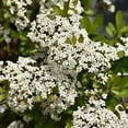 thumbnail image 7 of Viburnum Mrs. Schiller's Delight I 3 Live Plants I Dwarf Obovatum I Evergreen Shrub with Fragrant White Blooms, Ideal for Hedges, Borders, and Ornamental Landscaping, 7 of 7