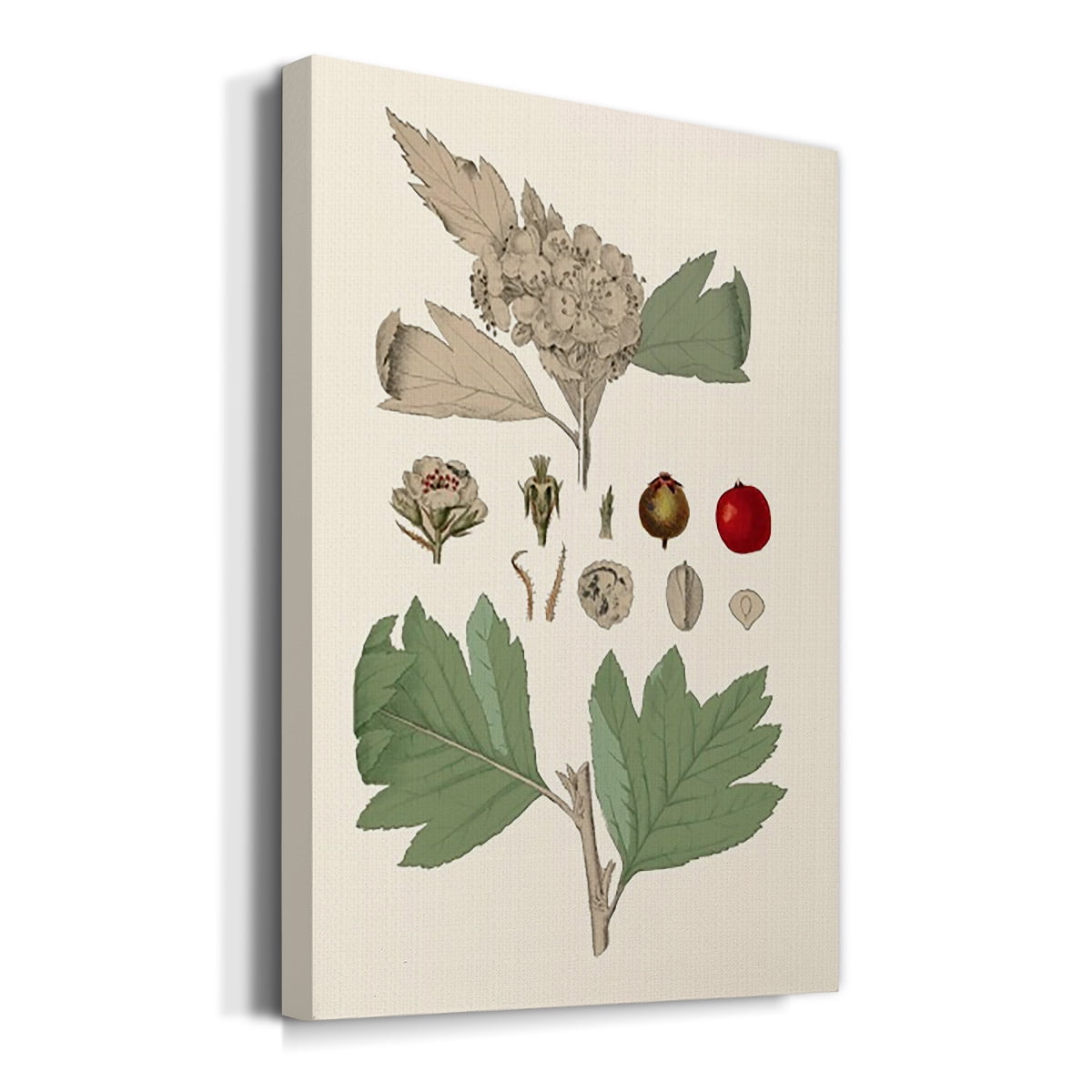 Leaves & Berries IV Premium Gallery Wrapped Canvas - Ready to Hang