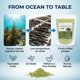 thumbnail image 4 of K-Herb Polvo puro de espora de alga marina coreana 300 g de Wando, 4 of 6