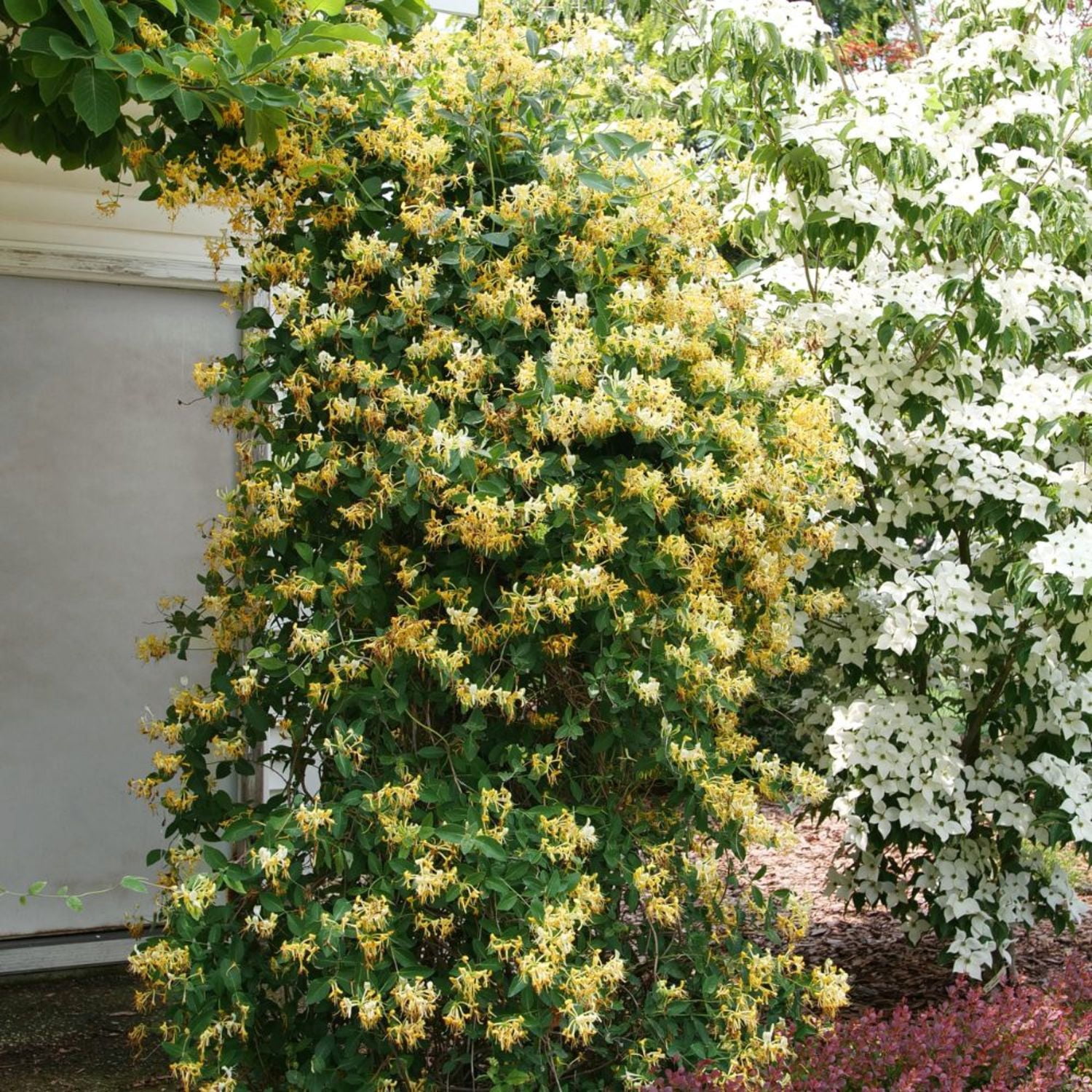 Proven Winners ColorChoice 5" Yellow 'Scentsation' Honeysuckle Live Plant in 4.5" Pot (4 Count)