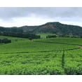 thumbnail image 3 of Shauvuot Kosher Moringa and Soursop Healthy Tea- 3-PACK, 3 of 5
