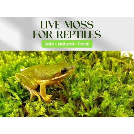 Live Moss for Hermit Crab Accessories &ndash; Fresh Natural Terrarium Moss &ndash; Humidity Boosting Habitat Substrate &ndash; Hermit Crab Tank Decor