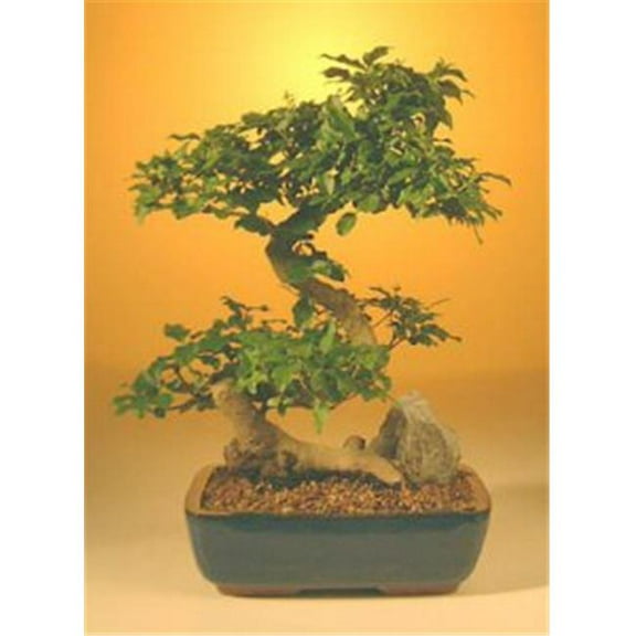 Bonsai Boy a1029 Flowering Ligustrum Bonsai Tree - Large Curved Trunk Style - Ligustrum Lucidum