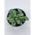 thumbnail image 3 of Peperomia Mini Watermelon, 4 inch verschaffeltii, Steve's Leaves, 3 of 9