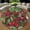 Cranberries1, variant on Round Area Rug, Gothic Nature Pattern Non-Slip Floor Mat, Soft Washable Carpet for Living Room Bedroom Decor 24 Inch