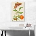 thumbnail image 2 of ARTCANVAS Branch Of Seville Orange With Rothschildia Moth 1702 Canvas Art Print by Maria Sibylla Merian - Size: 26" x 18" (1.50" Deep), 2 of 9