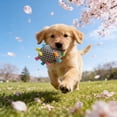 thumbnail image 6 of Byujiro Colorful Plush Squeaky Dog Ball Toy with Tags, Soft Interactive Dog Toy with Bell, Durable for Chewing, Teething & Play, Suitable for Small to Medium Dogs, 6 of 6