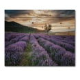 thumbnail image 3 of Designart 'Dramatic Clouds and Sunrise Over Lavender Field VII' Farmhouse Print on Natural Pine Wood, 3 of 5