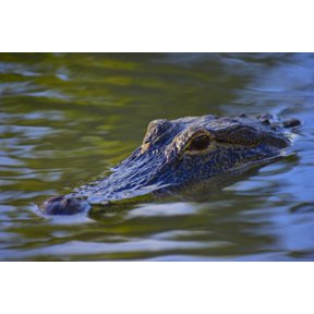 Alligator Canvas Art - Don Hammond Design Pics (34 x 22)