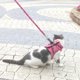 thumbnail image 4 of Greeniant Arnés para caminar para mascotas TureClos, juego de correa a prueba de Escape, chaleco ajustable para animales pequeños, cuerda Ropa para mascotas Rojo S, 4 of 6