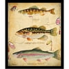 Buy Art For Less 'Fish Hooks, Perch, Large Mouth Bass and Rainbow Trout Poster' by Jean Plout Framed Graphic Art