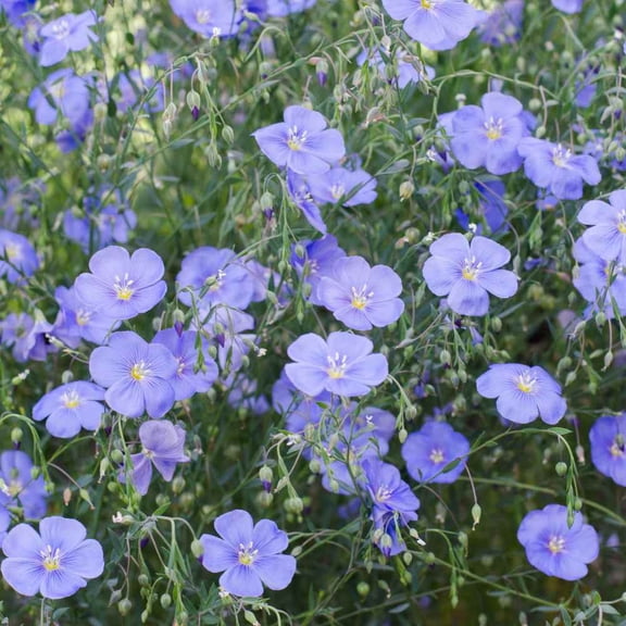 Outsidepride Blue Flax Linum Perenne Flower Seed - 1/4 LB